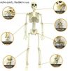 Halloween Skeletons 2 Pcs, Full Body Posable Joints Skeletons Decoration